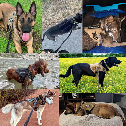 Ensemble Harnais et Laisse Réglables pour Chiens de Taille Moyenne à Grande – Gilet en Nylon Résistant avec Confort Rembourré